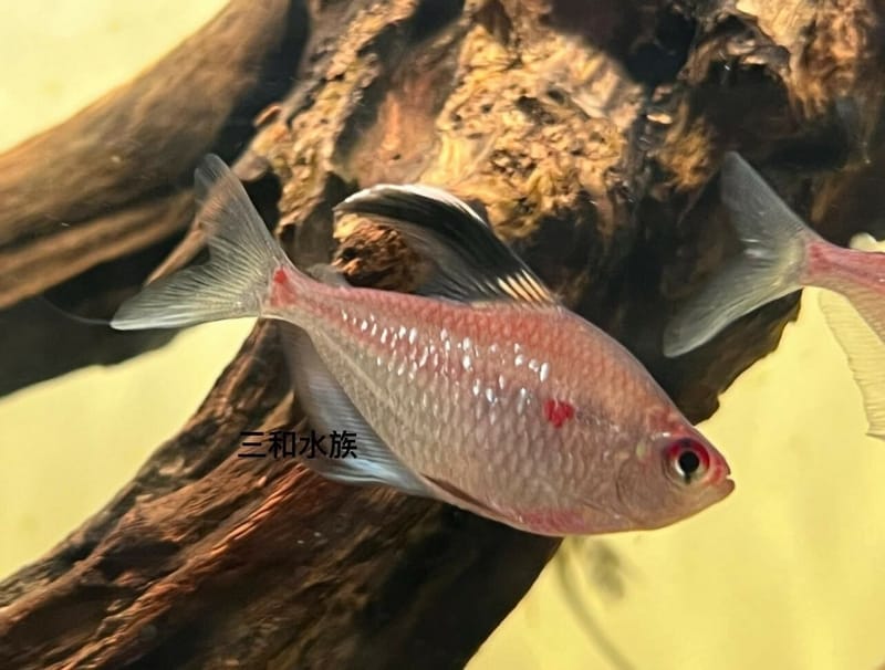 Hyphessobrycon Pyrrhonotus “flame back bleeding heart tetra”