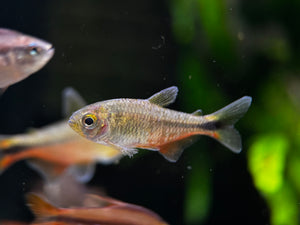 Hyphessbrycon Vinaceus (Red wine Tetra)