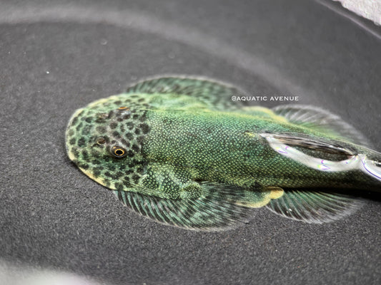Gastromyzon lepidogaster ‘blue green’