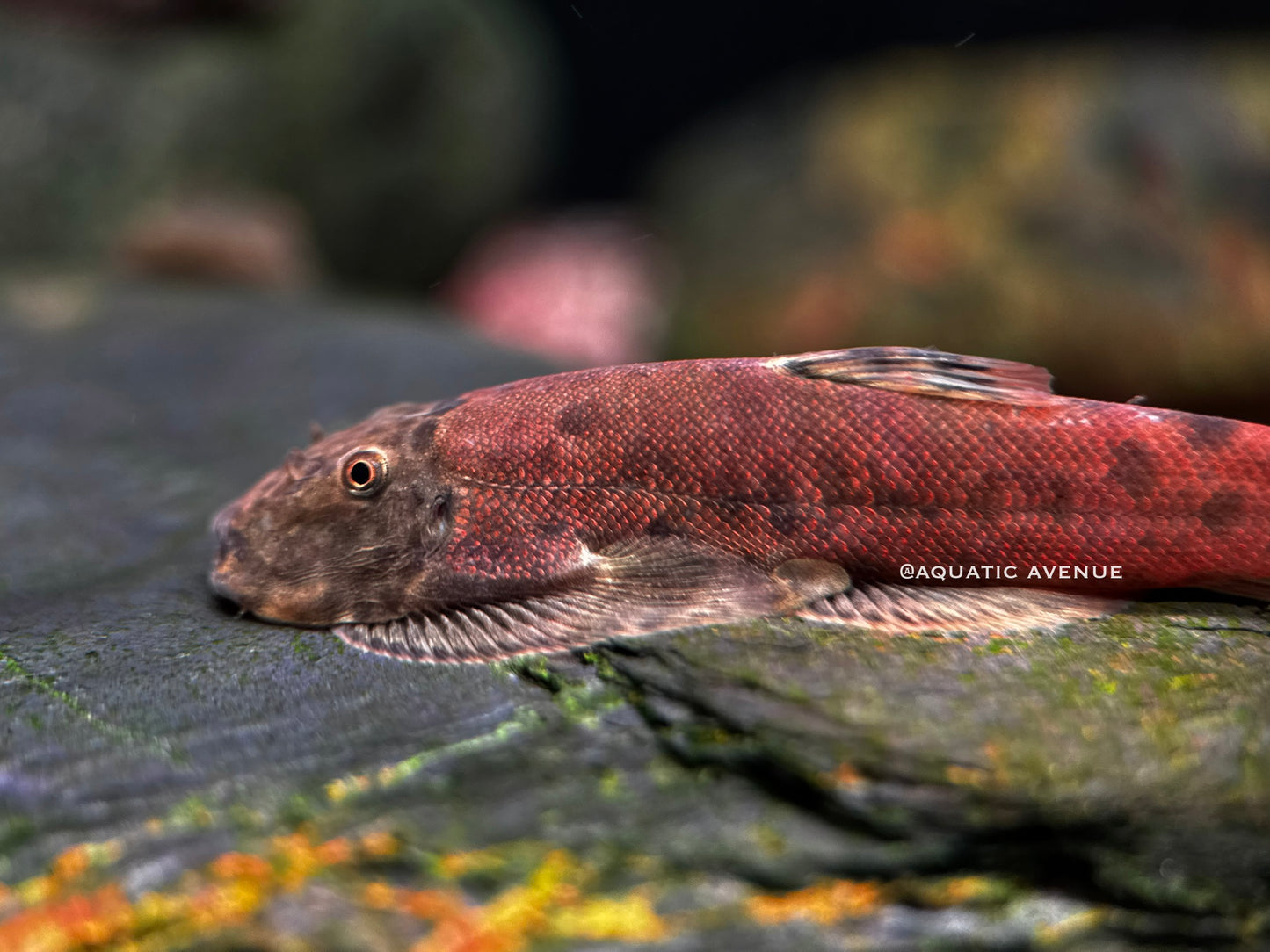 Gastromyzon sp. ‘orange nose’