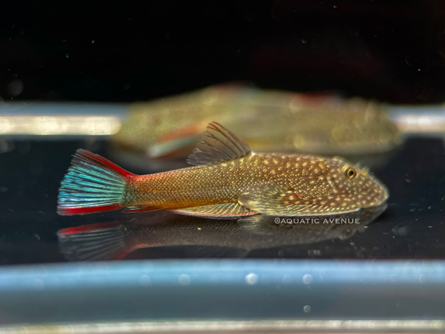 Gastromyzon ornaticauda sp. Galaxy