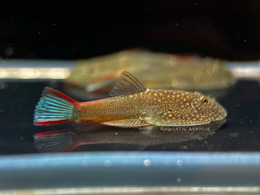 Gastromyzon ornaticauda sp. Galaxy