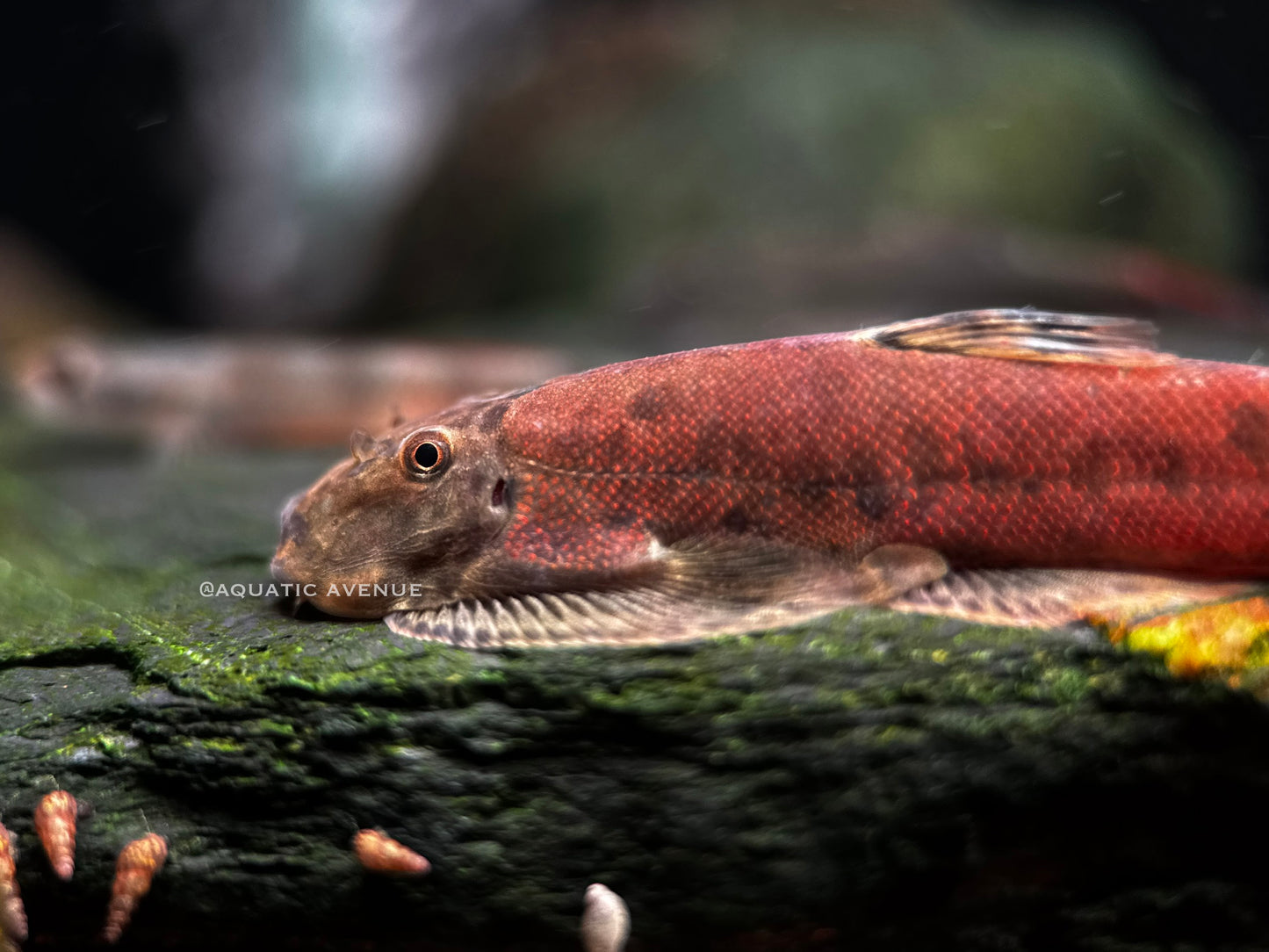 Gastromyzon sp. ‘orange nose’