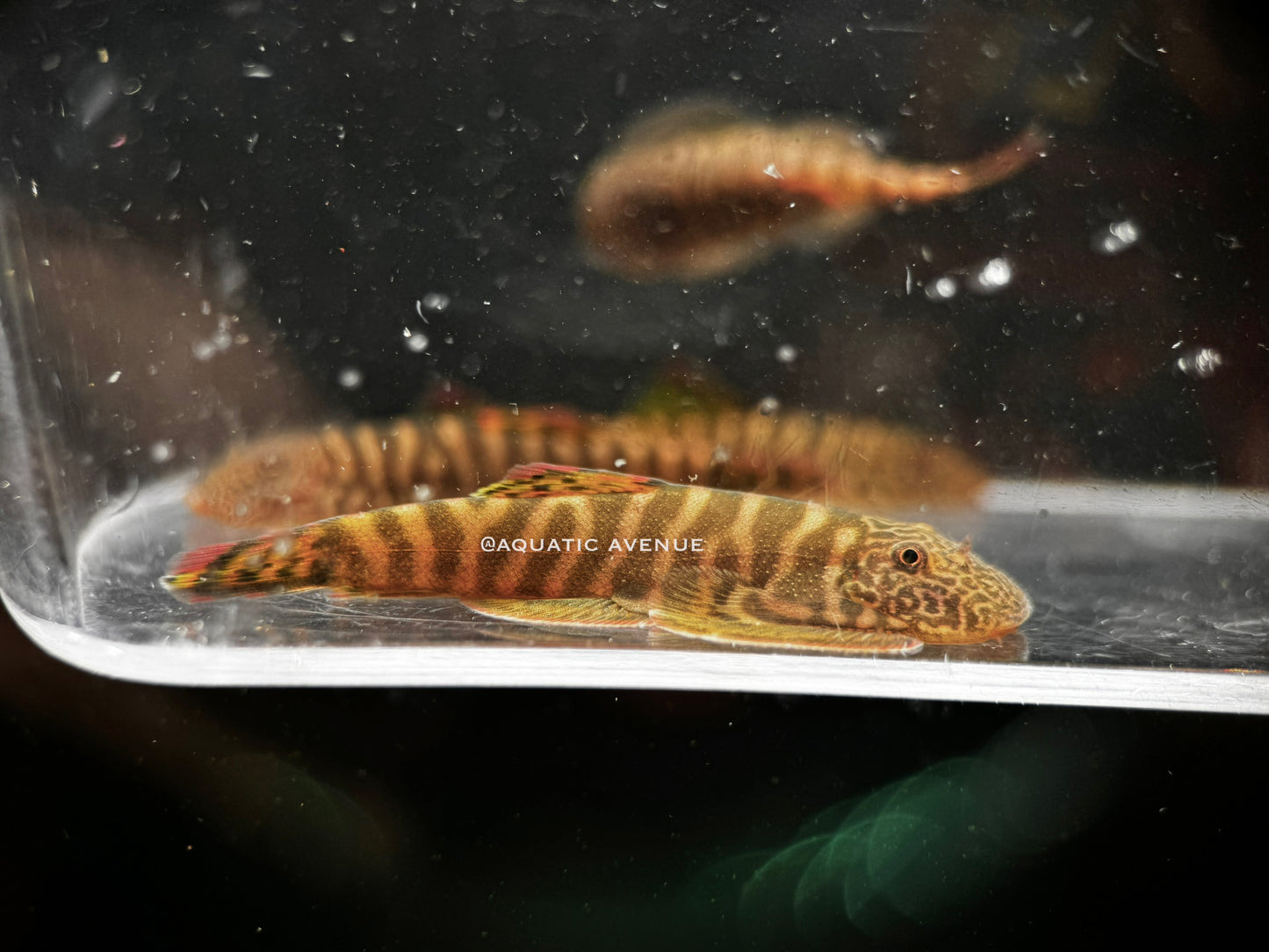 Gastromyzon sp. ‘flame tiger’