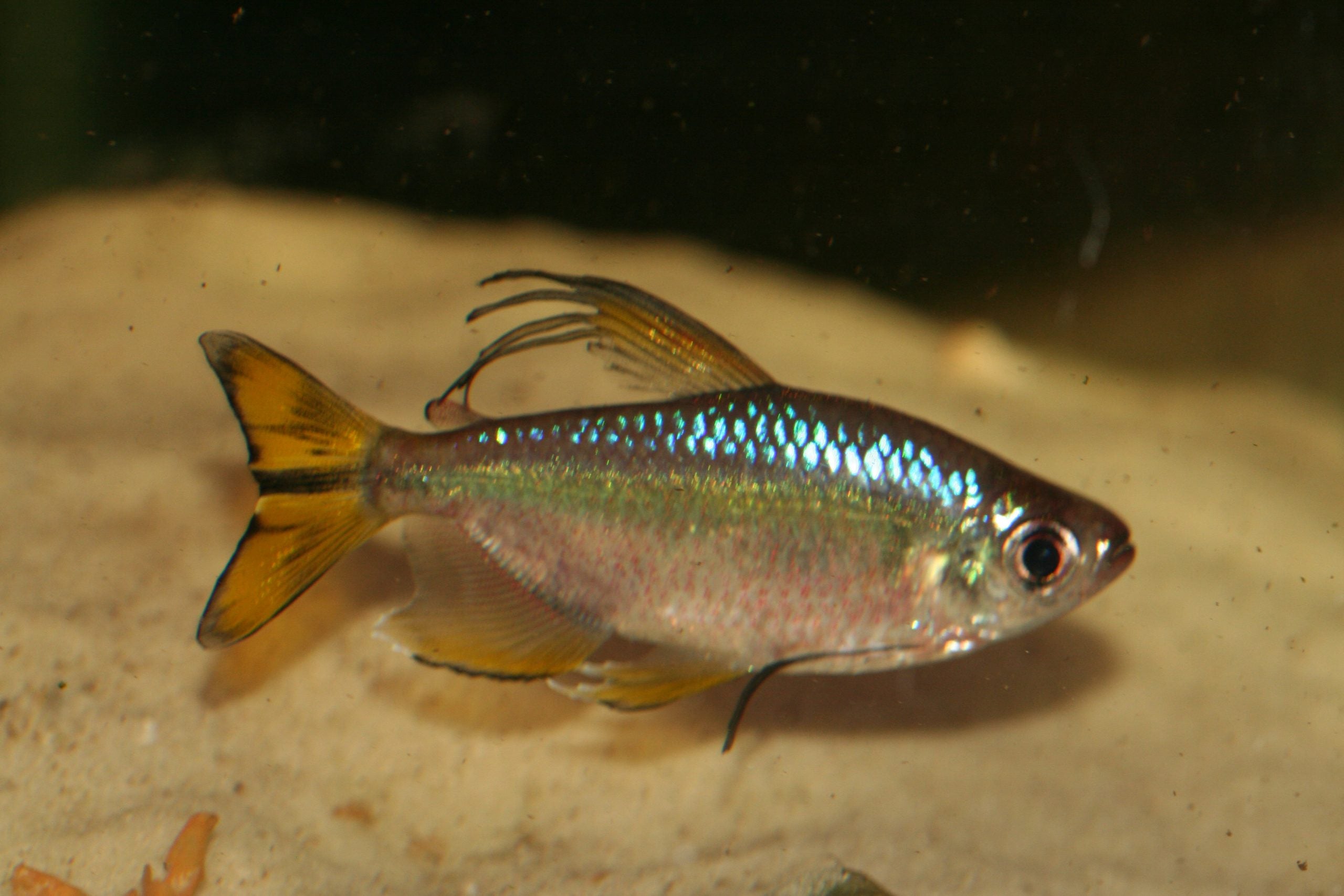 Alestopetersius caudalis (Yellow Congo Tetra)