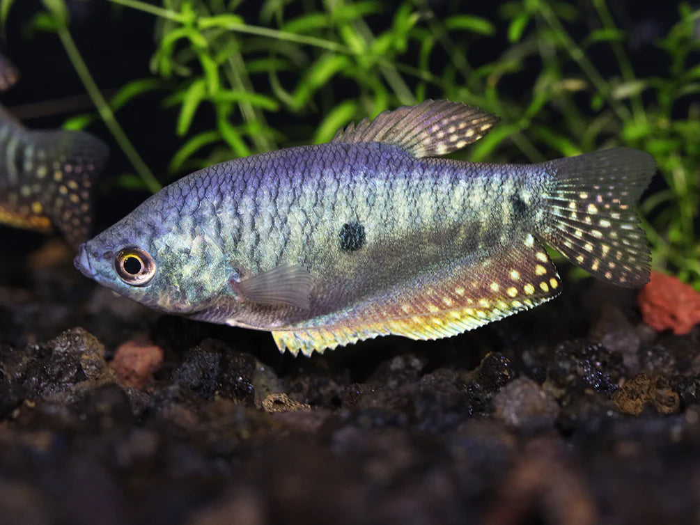 3 Spot Gourami