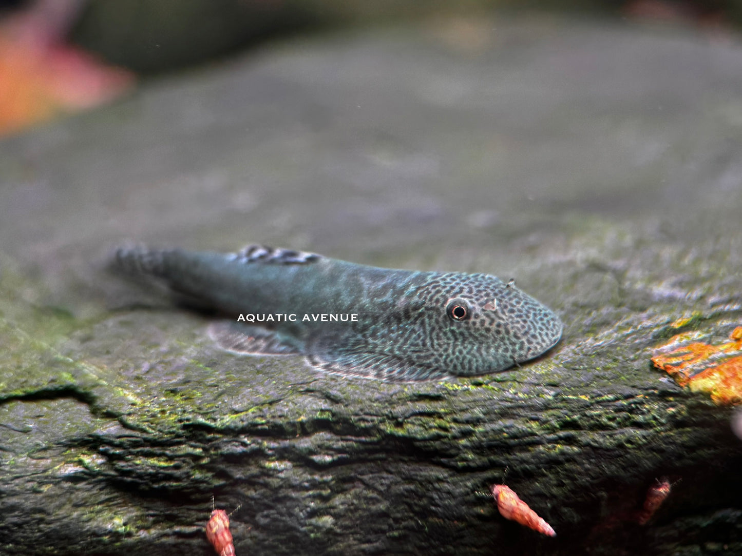 Gastromyzon sp. ‘blue devil’