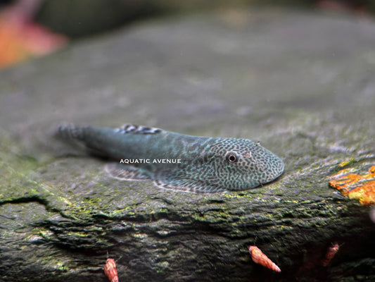 Gastromyzon sp. ‘blue devil’