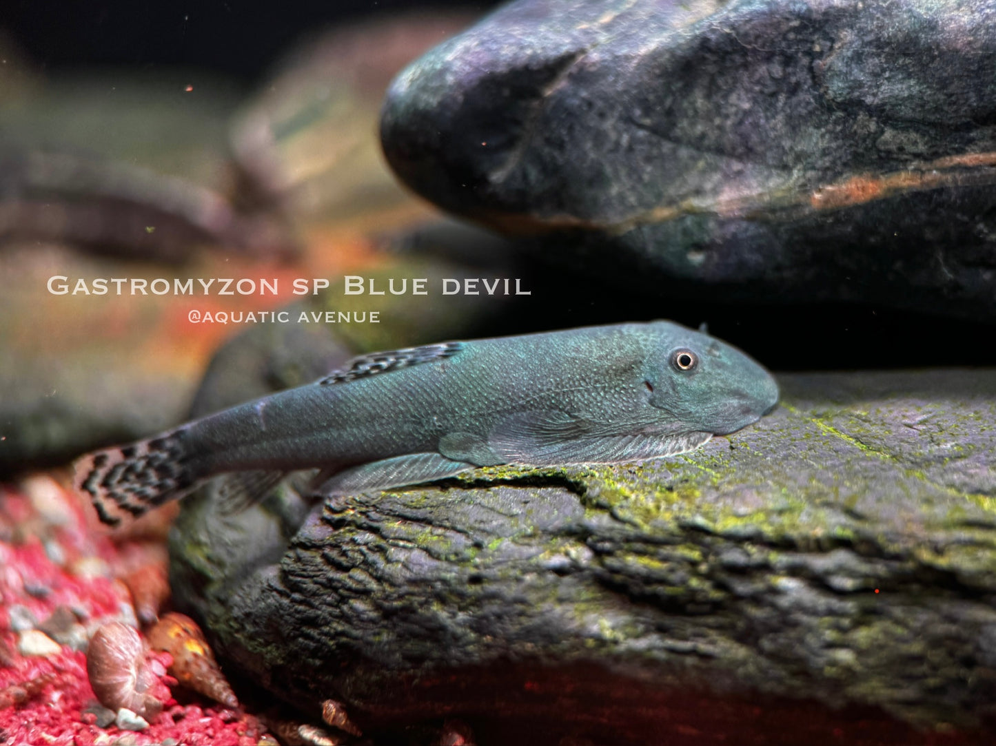 Gastromyzon sp. ‘blue devil’