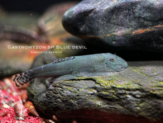 Gastromyzon sp. ‘blue devil’