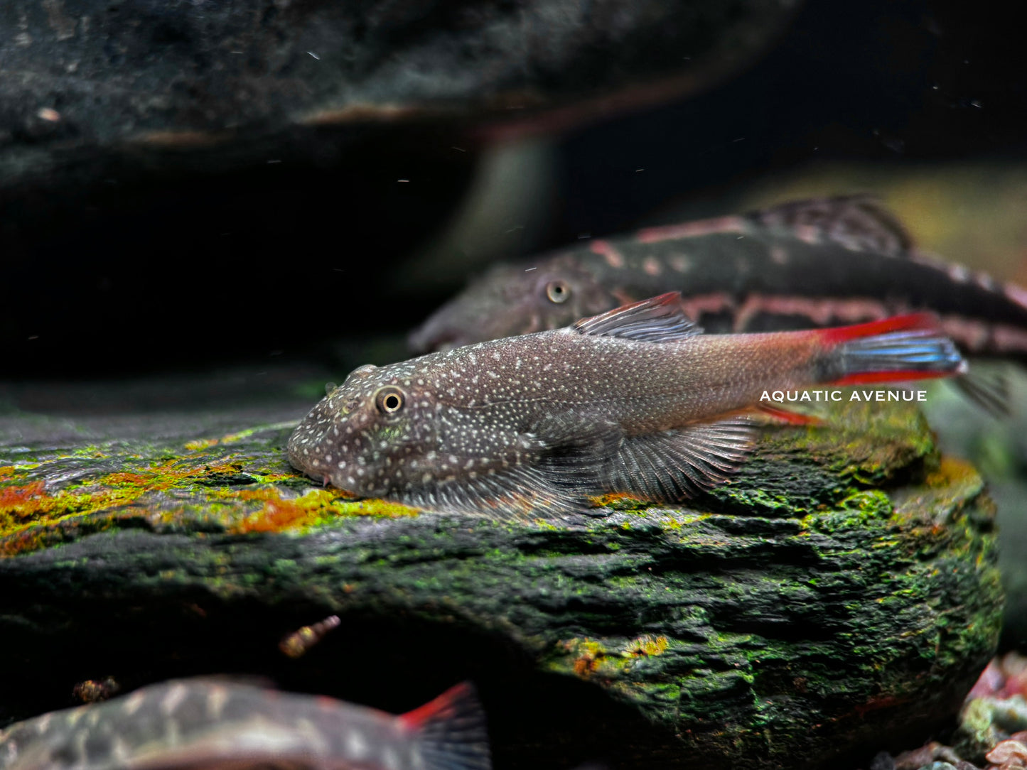 Gastromyzon ornaticauda sp. Galaxy