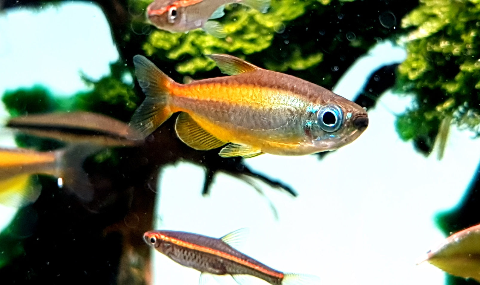 phenacogrammus aurantiacus (Blue eyed Congo Tetra)