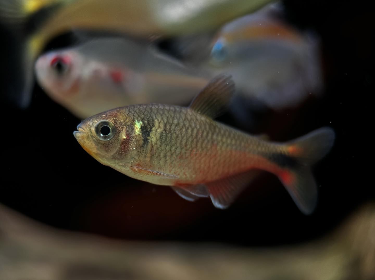 Hyphessbrycon Vinaceus (Red wine Tetra)