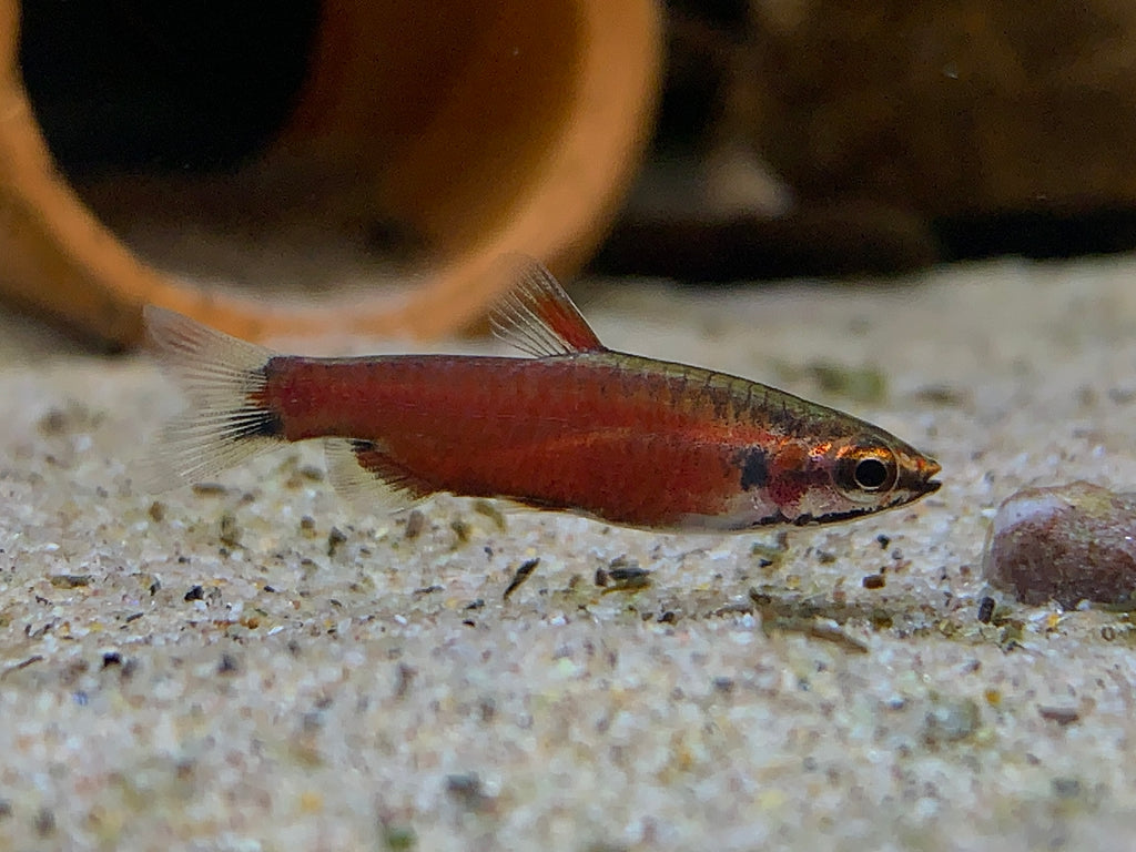 Nannostomus sp Rio Amaya