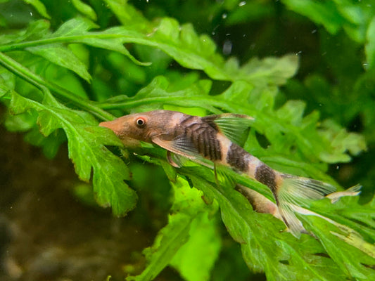 Nannoptopoma sp. "Peru Orange"