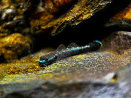 Stiphodon atropurpureus (Black Kumpay Goby)
