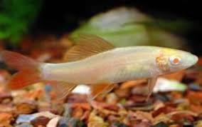 Albino Rainbow Shark