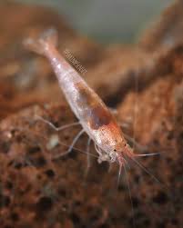 OPAE ULA red Hawaiian shrimp