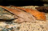 RED CHAMELEON WHIPTAIL ( Pseudohemiodon aff. apithanos)