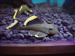 L47 Mango Pleco