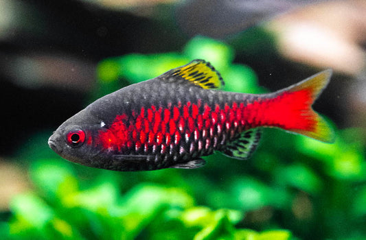 Odessa Barb
