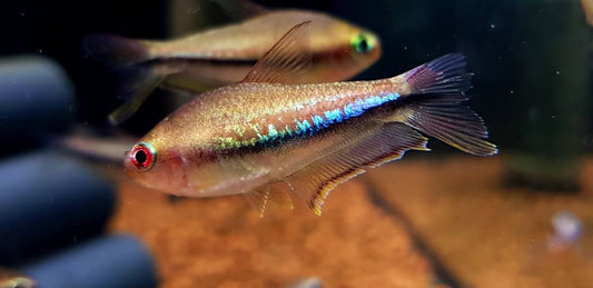 Nematobrycon lacortei (Red eye/Rainbow Emperor Tetra)