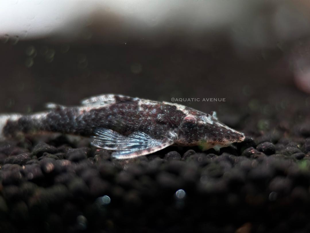 Rhinotocinclus longirostris