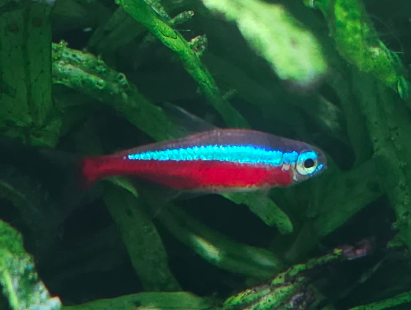 Cardinal Tetra (BRED)