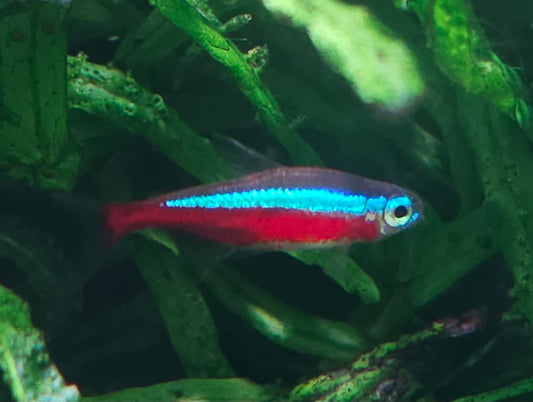 Cardinal Tetra (BRED)