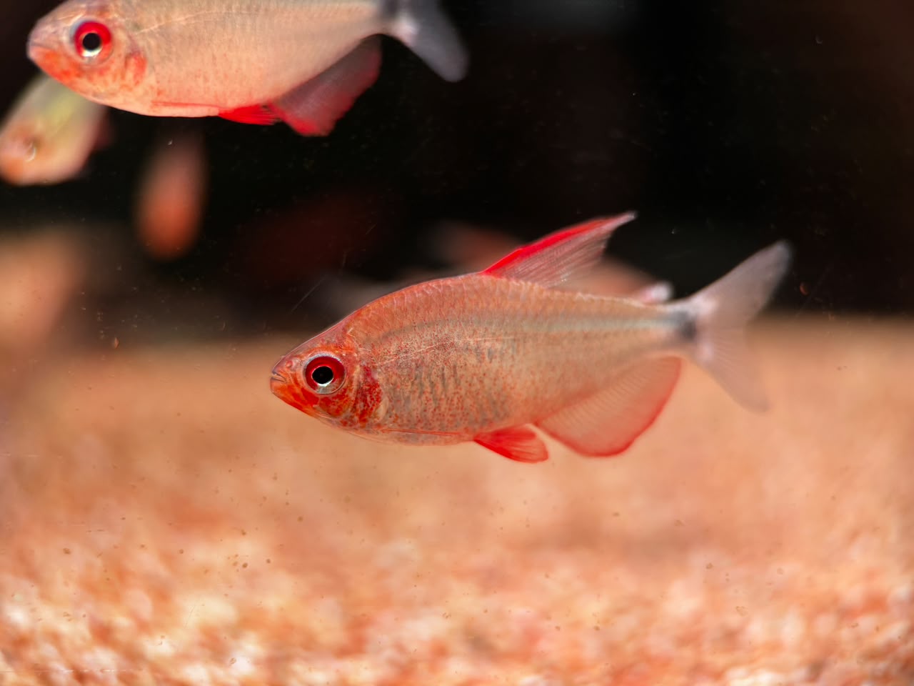 Hyphessobrycon Peugeoti L