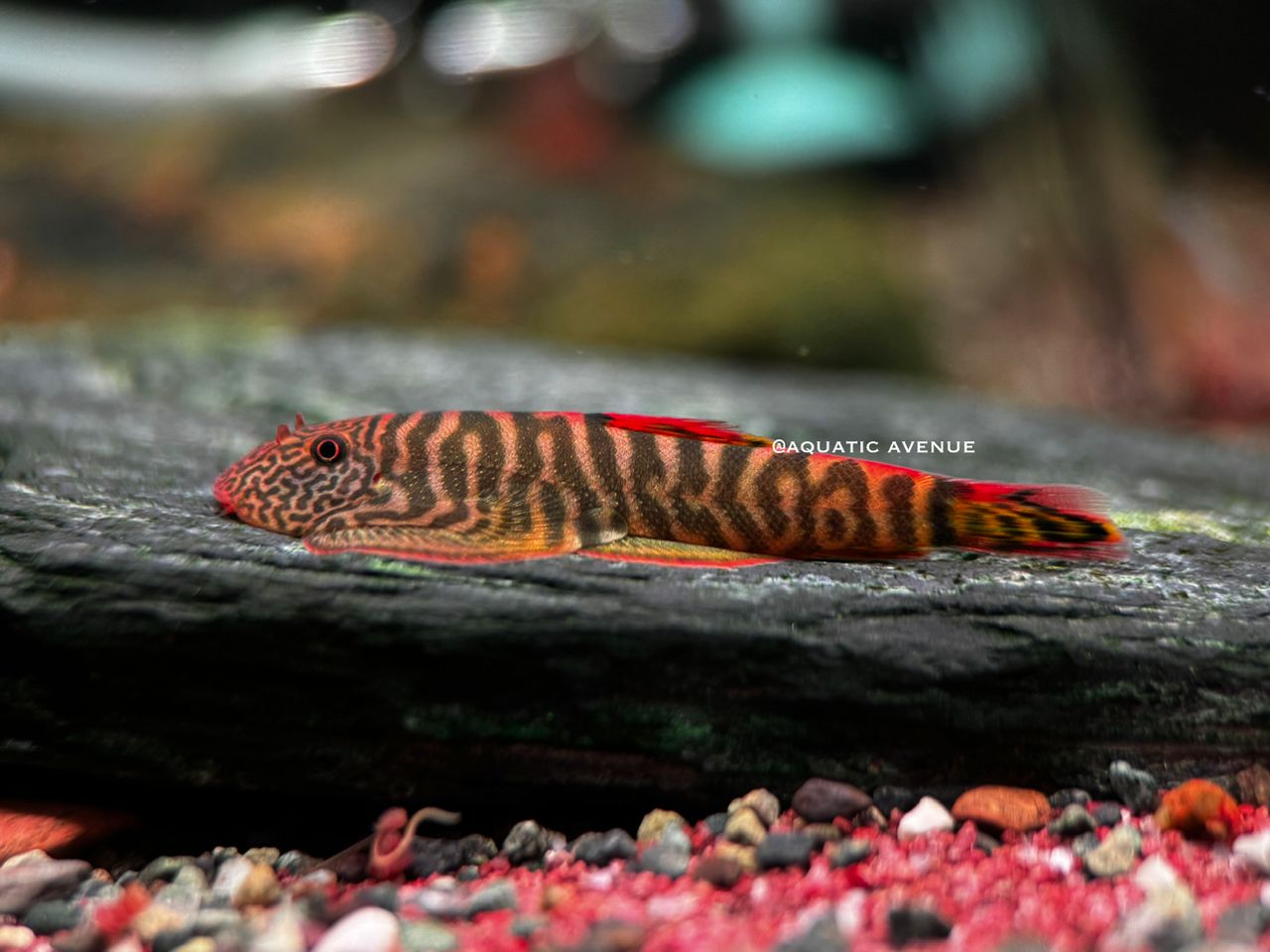 Gastromyzon sp. Flame tiger "Type II"