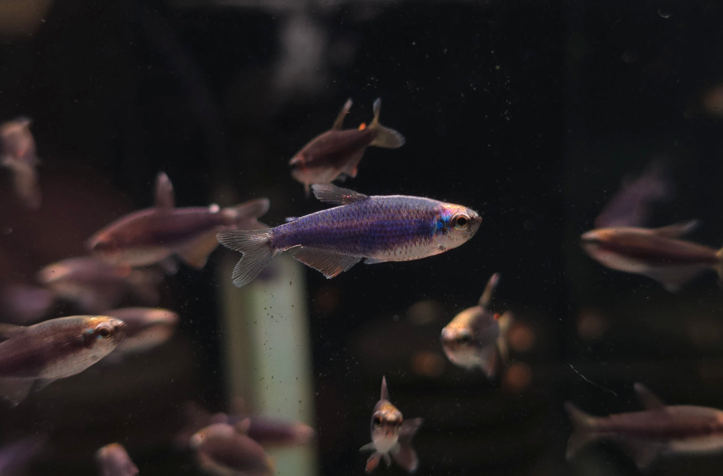German Super Blue Kerri Tetra