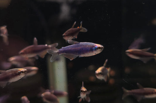 German Super Blue Kerri Tetra