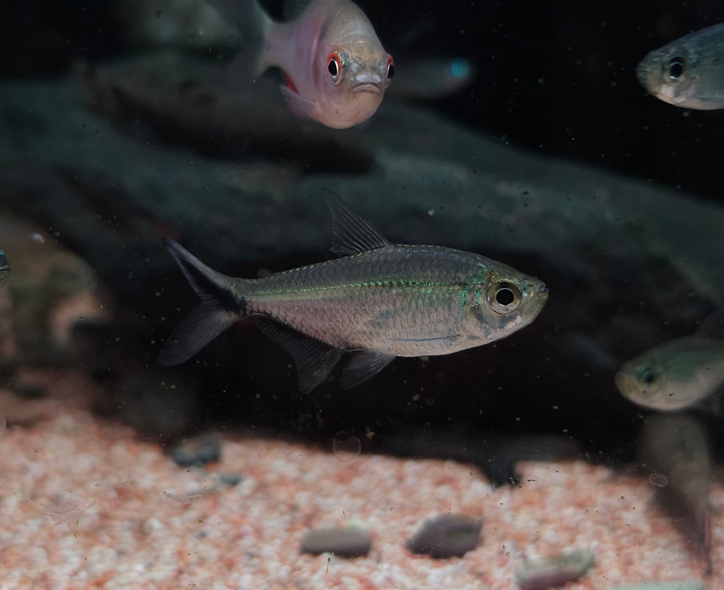 Moenkhausia Costae(Blacktail Tetra)