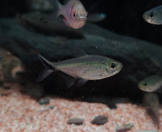 Moenkhausia Costae(Blacktail Tetra)