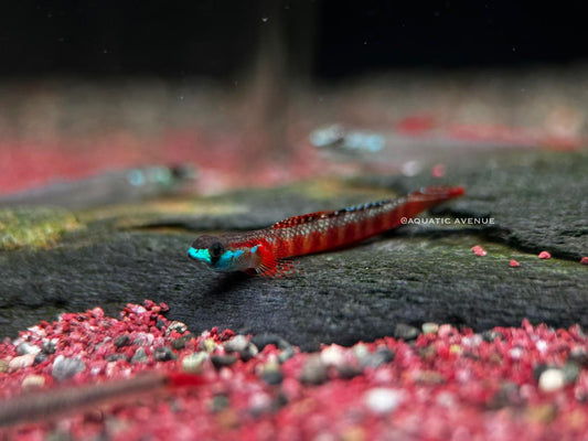 Stiphodon rutilaureus