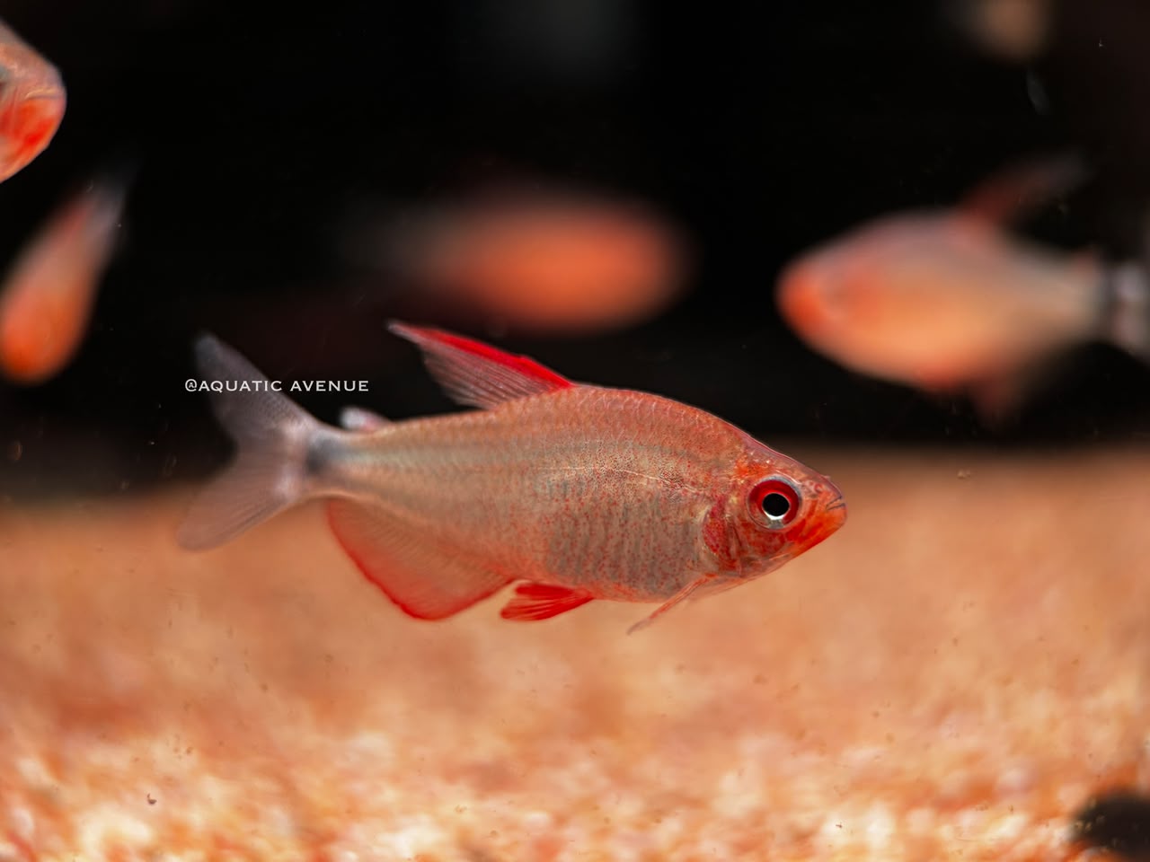 Hyphessobrycon Peugeoti L