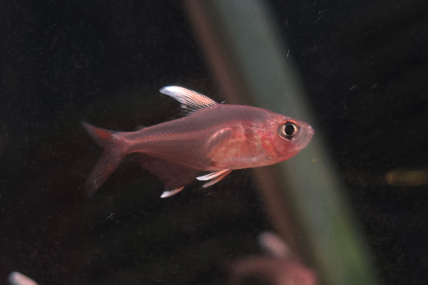 White Fin Rosy Tetra