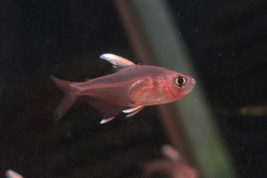 White Fin Rosy Tetra