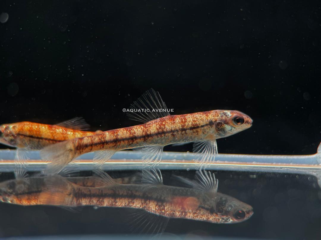 Characidium sp 'platinum'