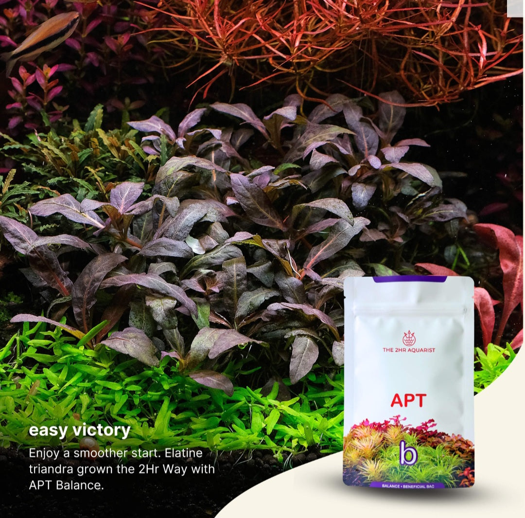 APT Balance (bacteria starter)