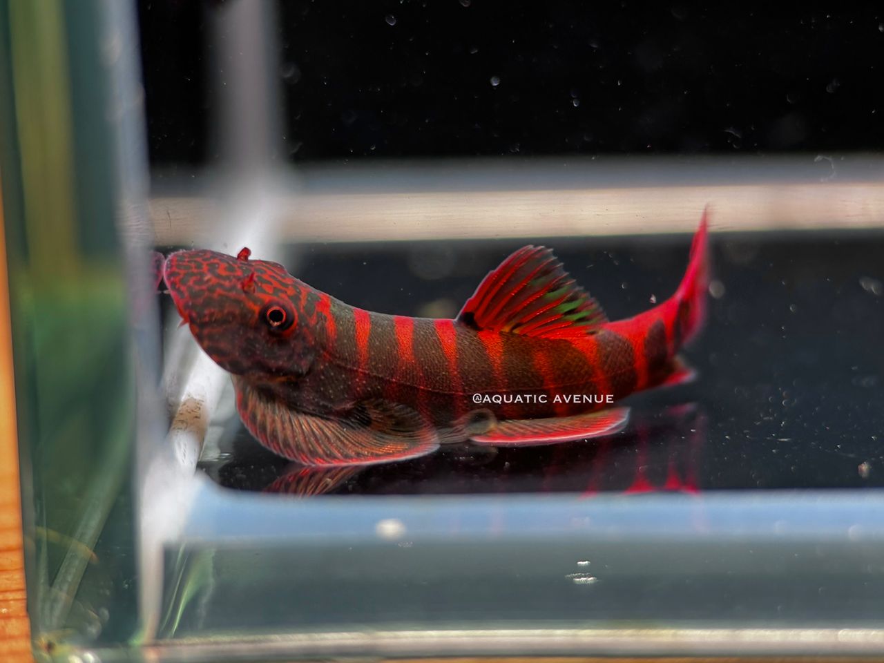 Gastromyzon sp. "Crimson tiger"