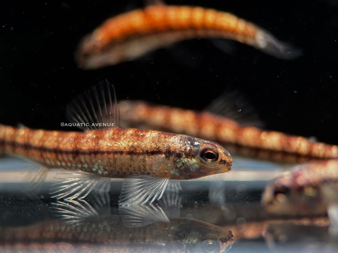 Characidium sp 'platinum'
