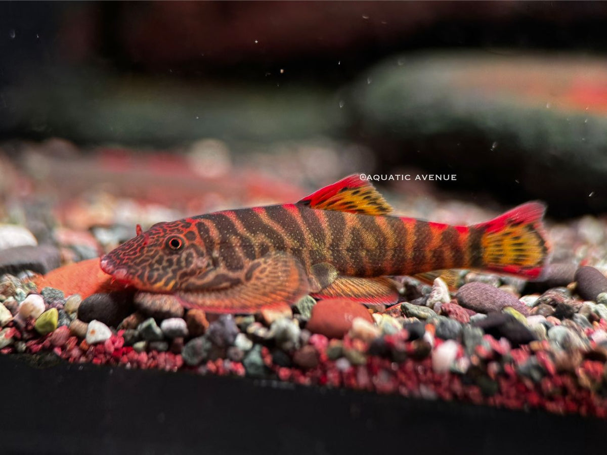 Gastromyzon sp. Flame tiger "Type II"