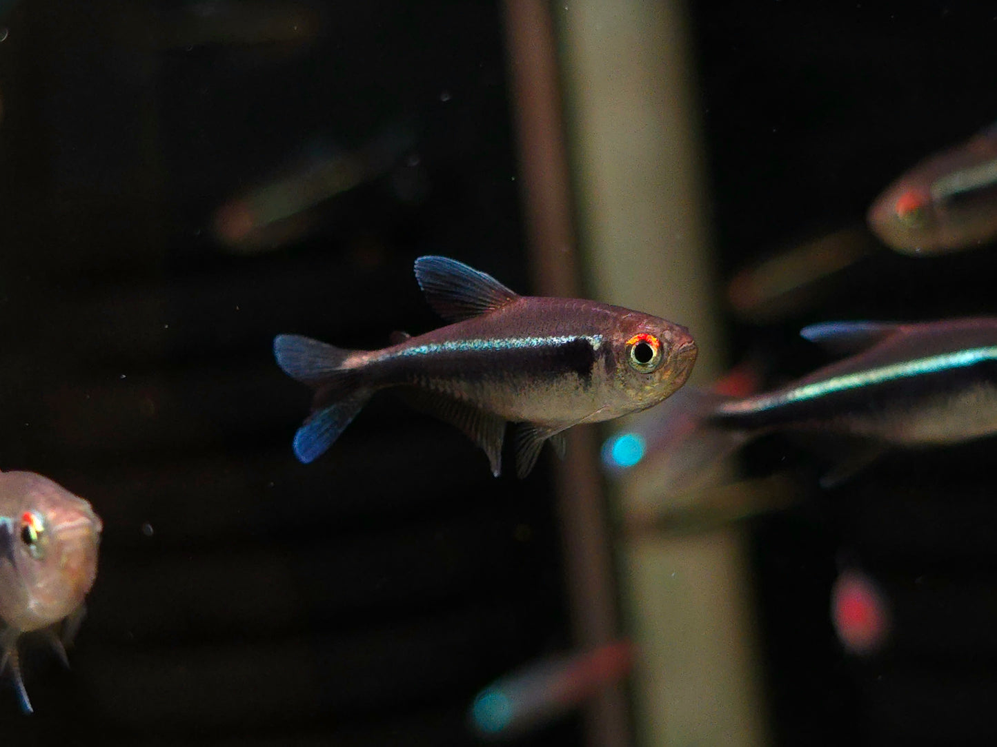 Black Neon Tetra