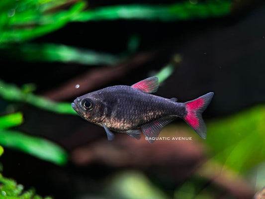 Hyphessobrycon Eliyos