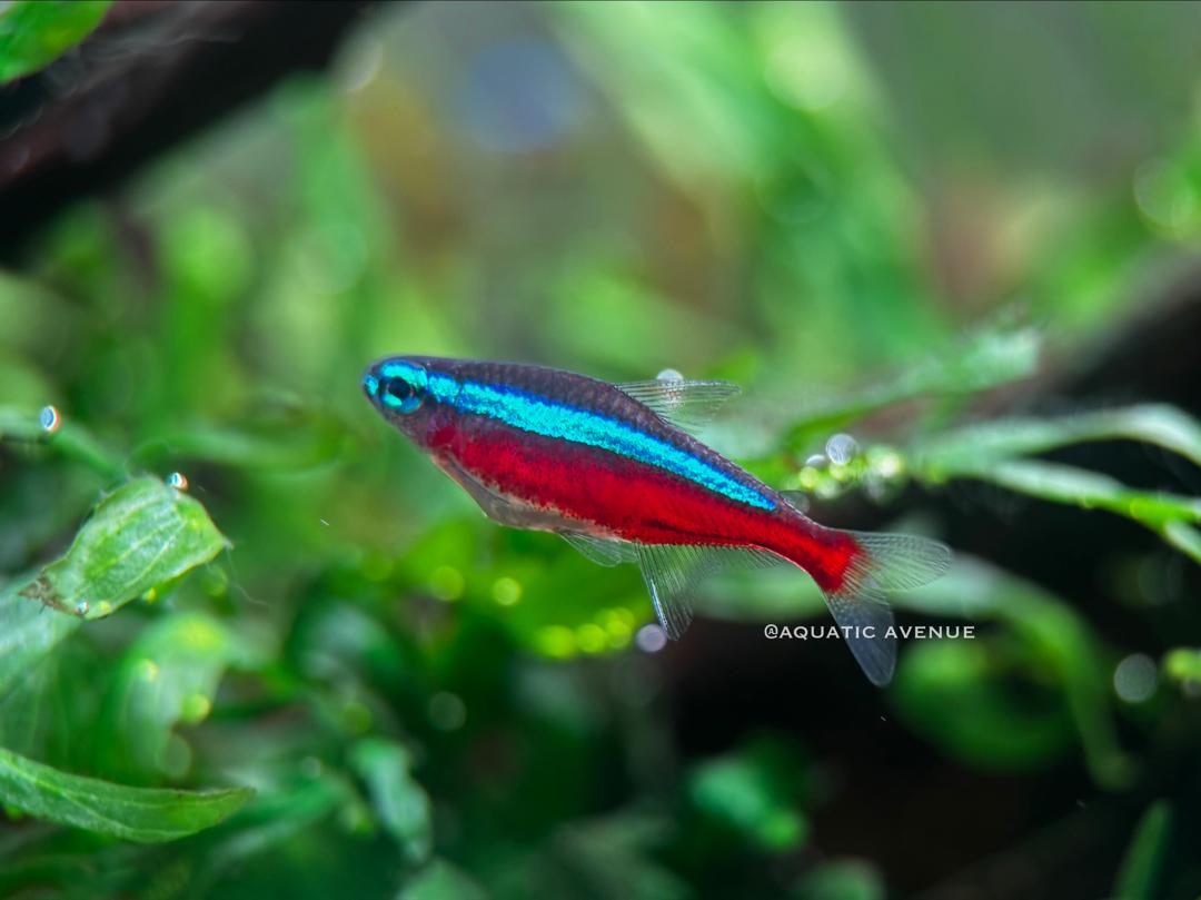 Cardinal Tetra (Wild BRAZIL Variant)