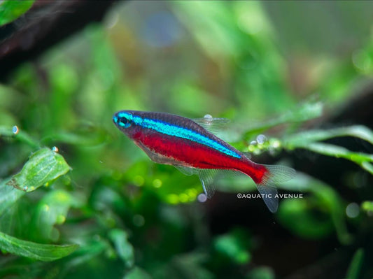 Cardinal Tetra (Wild BRAZIL Variant)