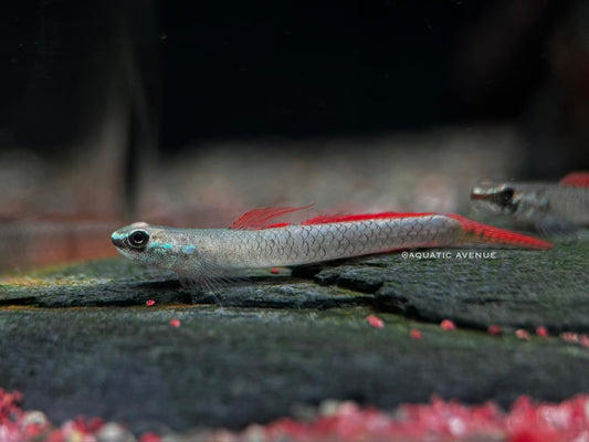 Stiphodon sp. Pink