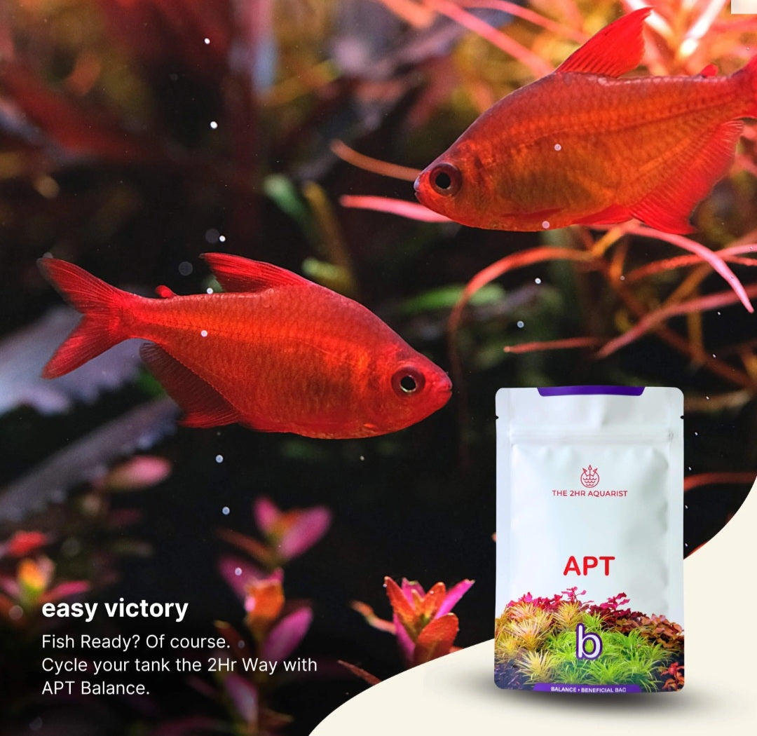 APT Balance (bacteria starter)